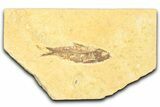 Detailed Fossil Fish (Knightia) - Wyoming #379524-1